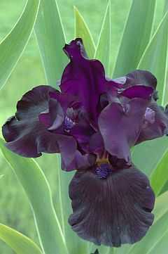 Schwertlilie Iris x barb.-elat.'Black Dragon'