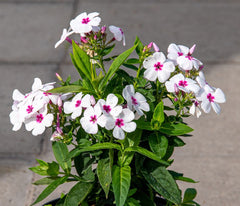 Flammenblume 'White Eye Flame'