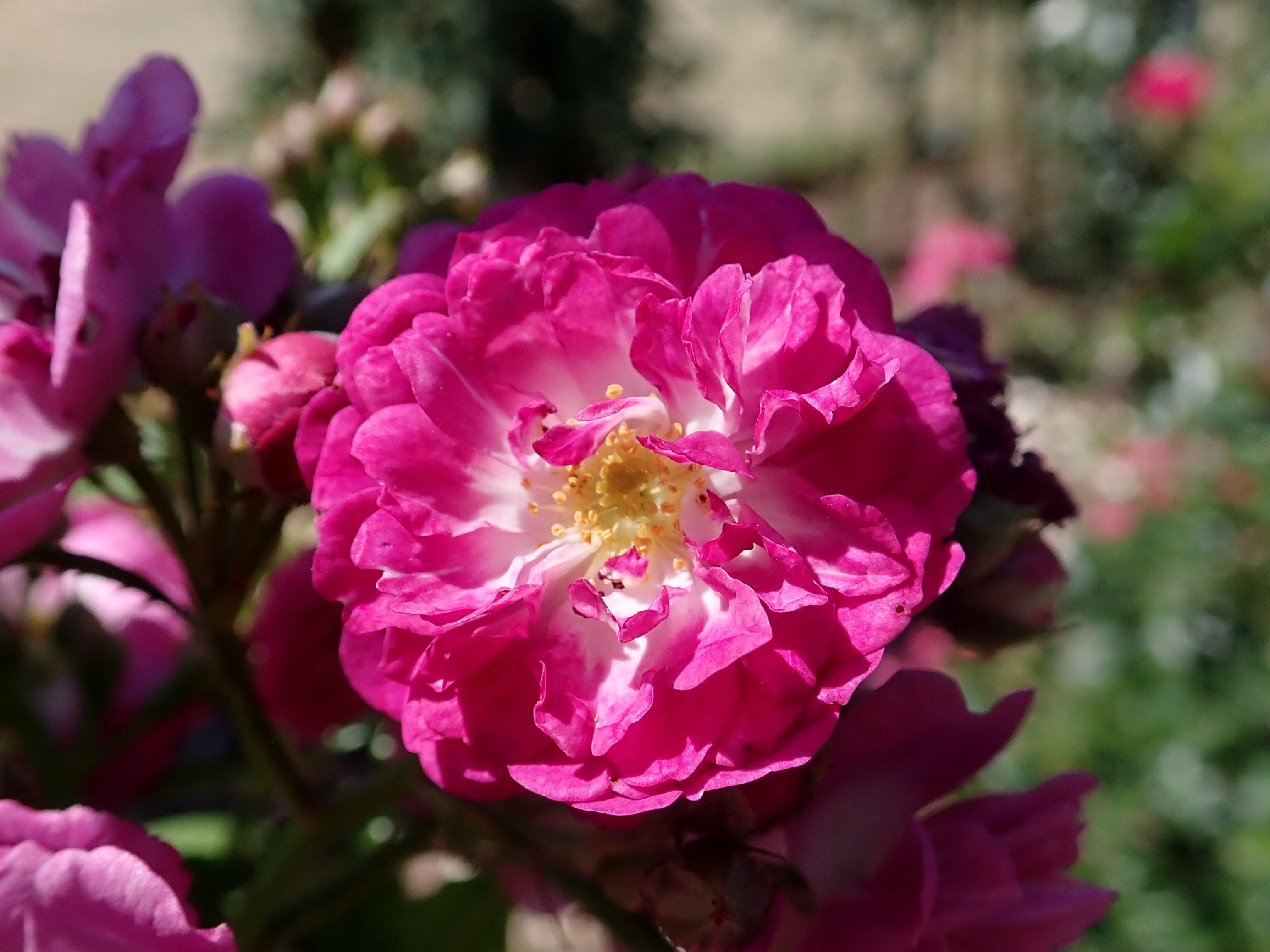 Kletterrose Rosa 'Perennial Blue'