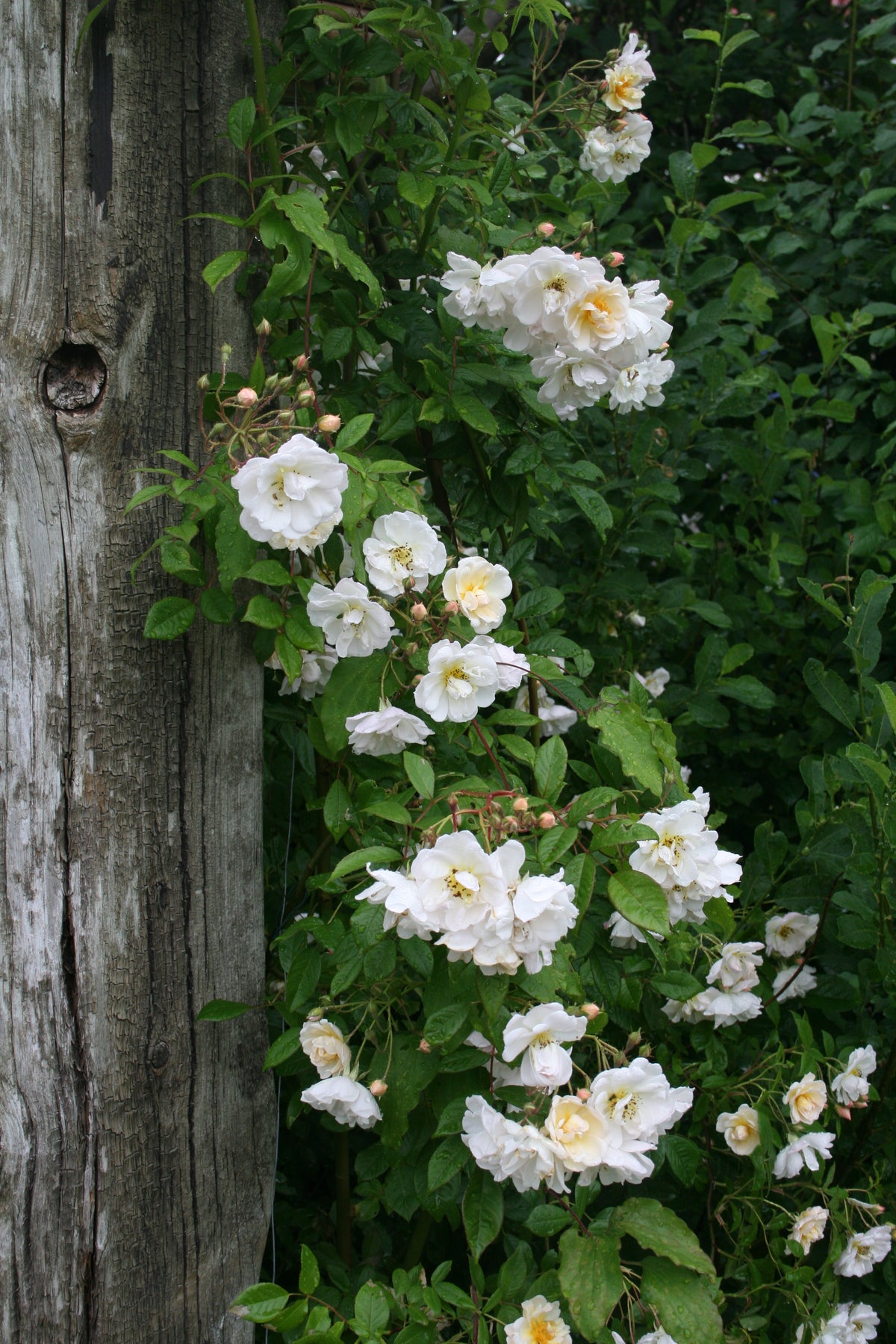 Ramblerrose/Kletterrose 'Lykkefund'