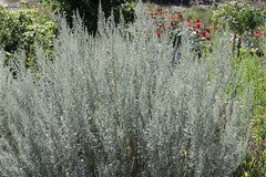 Wermut Artemisia absinthium