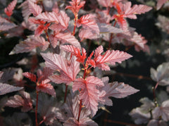 Blasenspiere 'Lady in Red'