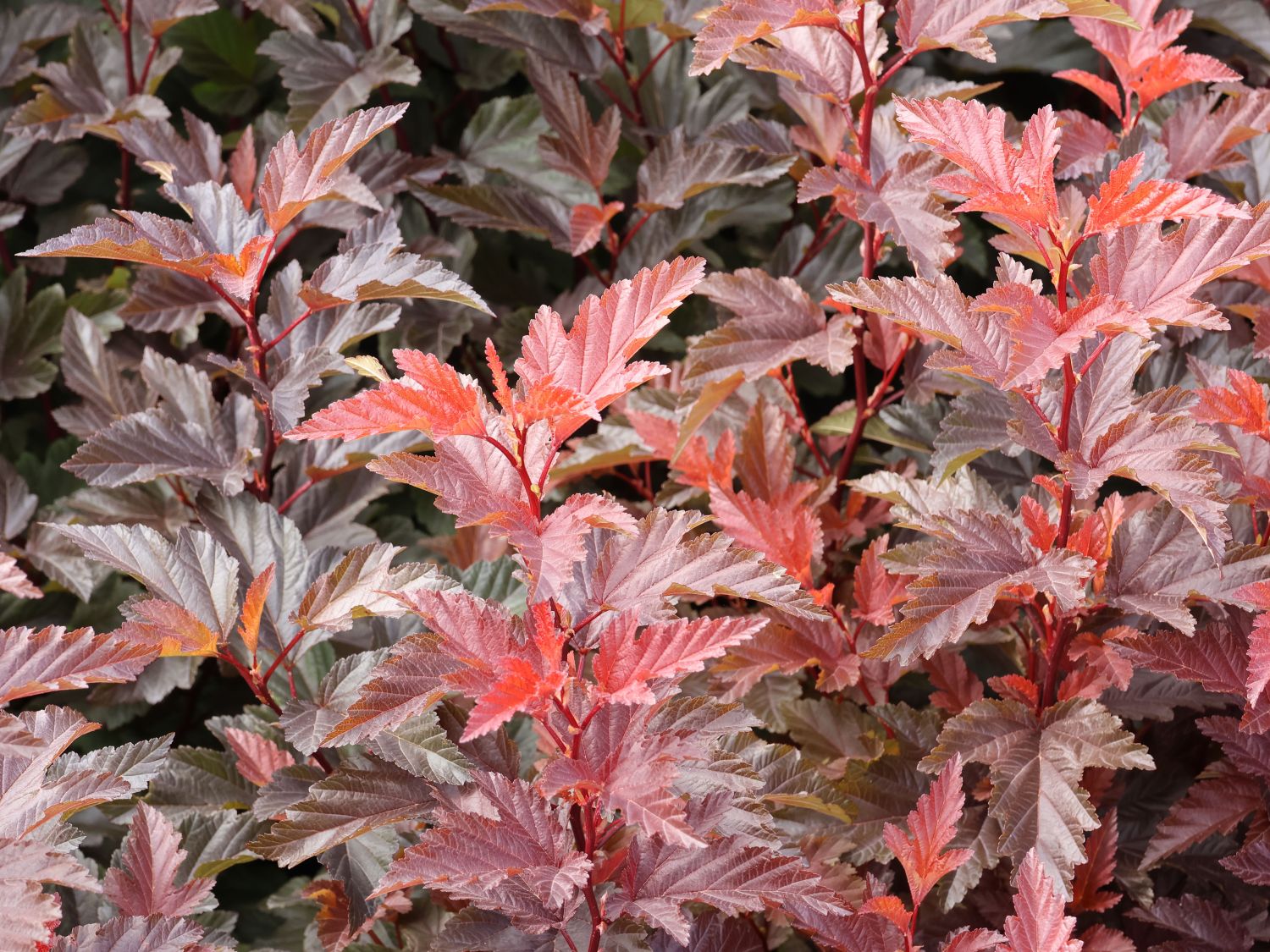 Blasenspiere 'Lady in Red'