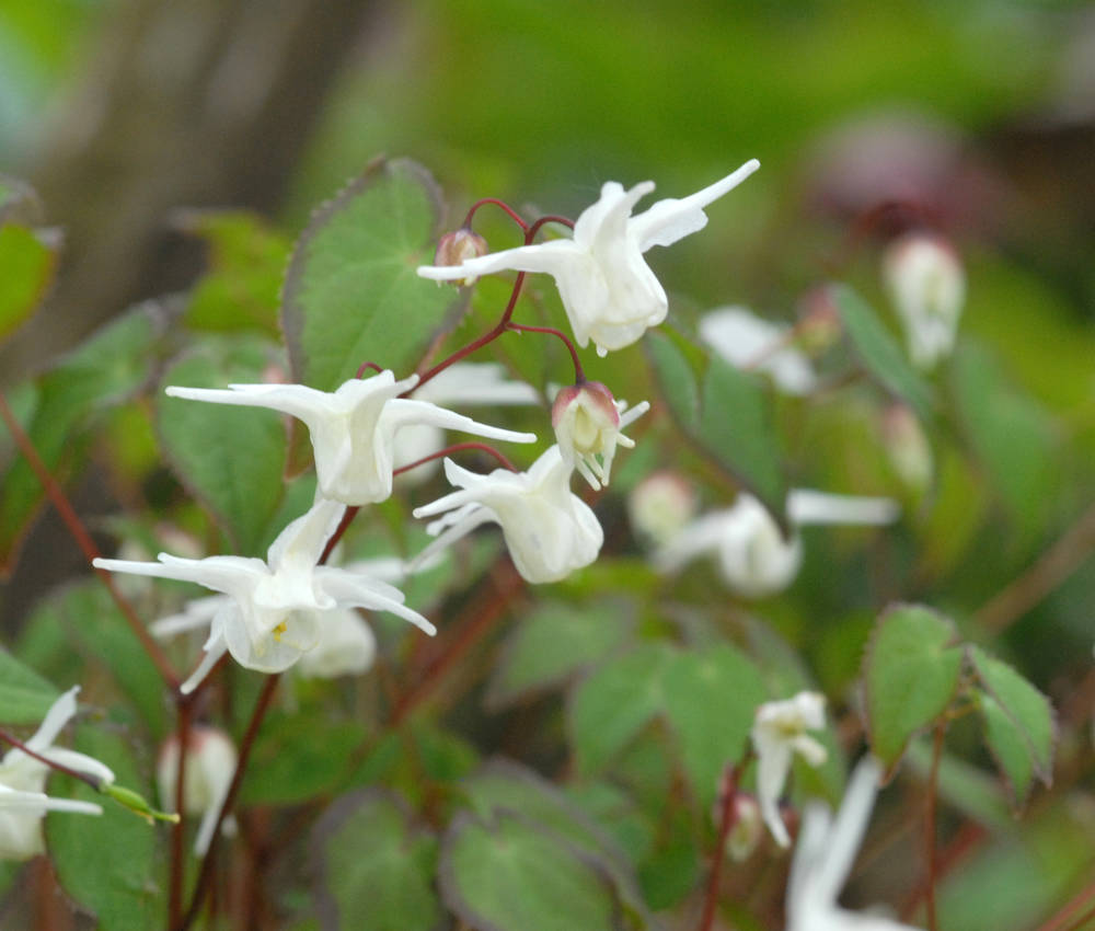 Großblütige Elfenblume 'Nanum'