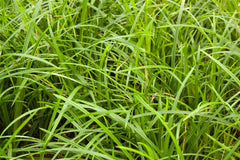Teppich-Japansegge Carex foliosissima 'Irish Green'