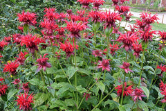 Indianernessel Monarda fistulosa 'Cambridge Scarlet'