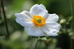 Japan-Anemone 'Honorine Jobert'