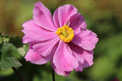 Japan-Anemone 'Königin Charlotte'