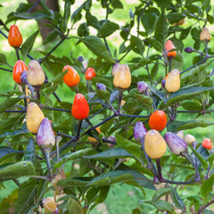 Chili Bio-Gemüse-Samen