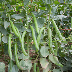 Dicke Bohne Bio-Gemüse-Samen