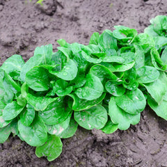 Feldsalat Verte de Cambrai Bio-Gemüse-Samen
