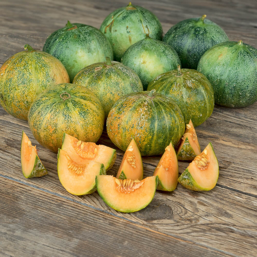 Melone Petit Gris de Rennes Bio-Gemüse-Samen