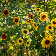 Sonnenblumenmischung 'La Torre' Bio-Blumen-Samen