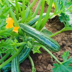 Zucchini Cocozelle von Tripolis Bio-Gemüse-Samen