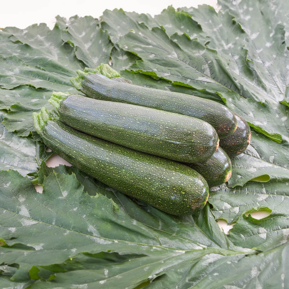 Zucchini Serafina Bio-Gemüse-Samen