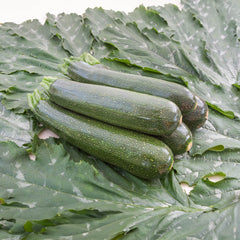 Zucchini Serafina Bio-Gemüse-Samen