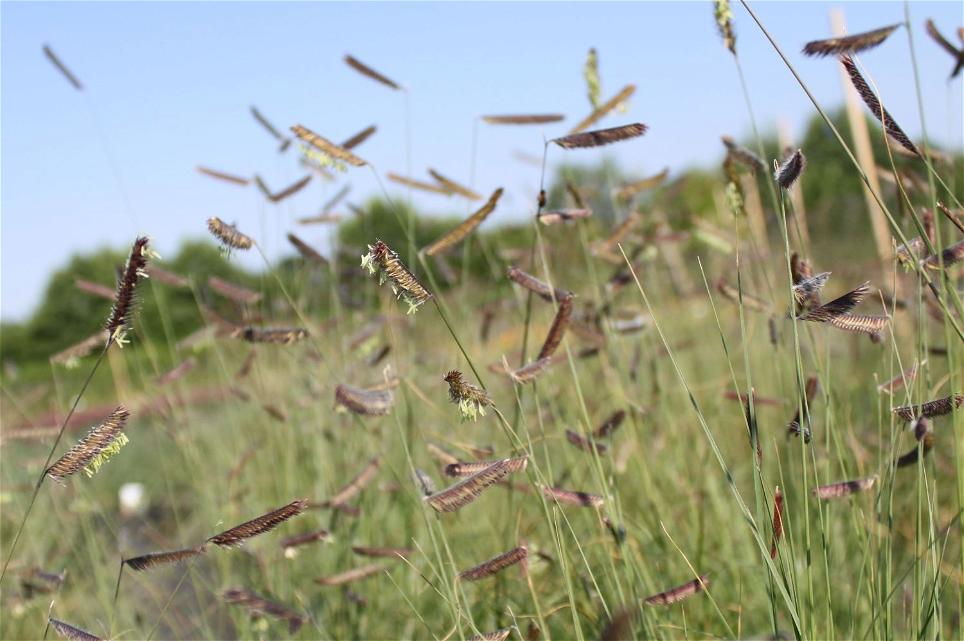 Moskitogras Bouteloua gracilis