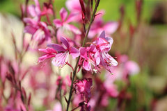 Prachtkerze Gaura lindheimeri 'Geyser Pink'