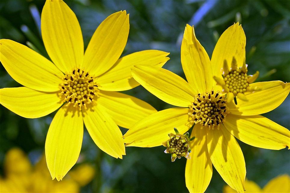 Mädchenauge Coreopsis verticillata 'Grandiflora'