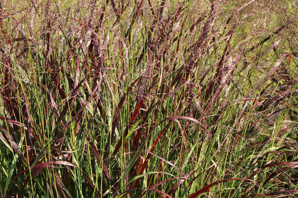 Purpur-Rutenhirse 'Rotstrahlbusch' ('Hänse Herms')