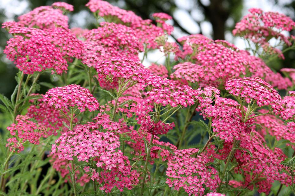 Schafgarbe 'Lilac Beauty'