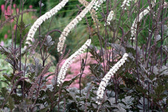 Juli-Silberkerze Actaea racemosa 'Black Negligee' -R- (Cimicifuga)