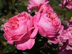 Strauchrose 'Flora Colonia'