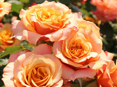 Strauchrose 'La Villa Cotta'