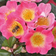 Kleinstrauchrose 'Topolina®'